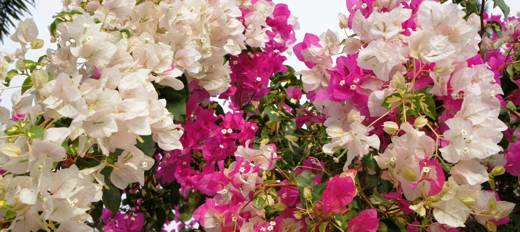 Blommande bougainvillea i olika färger