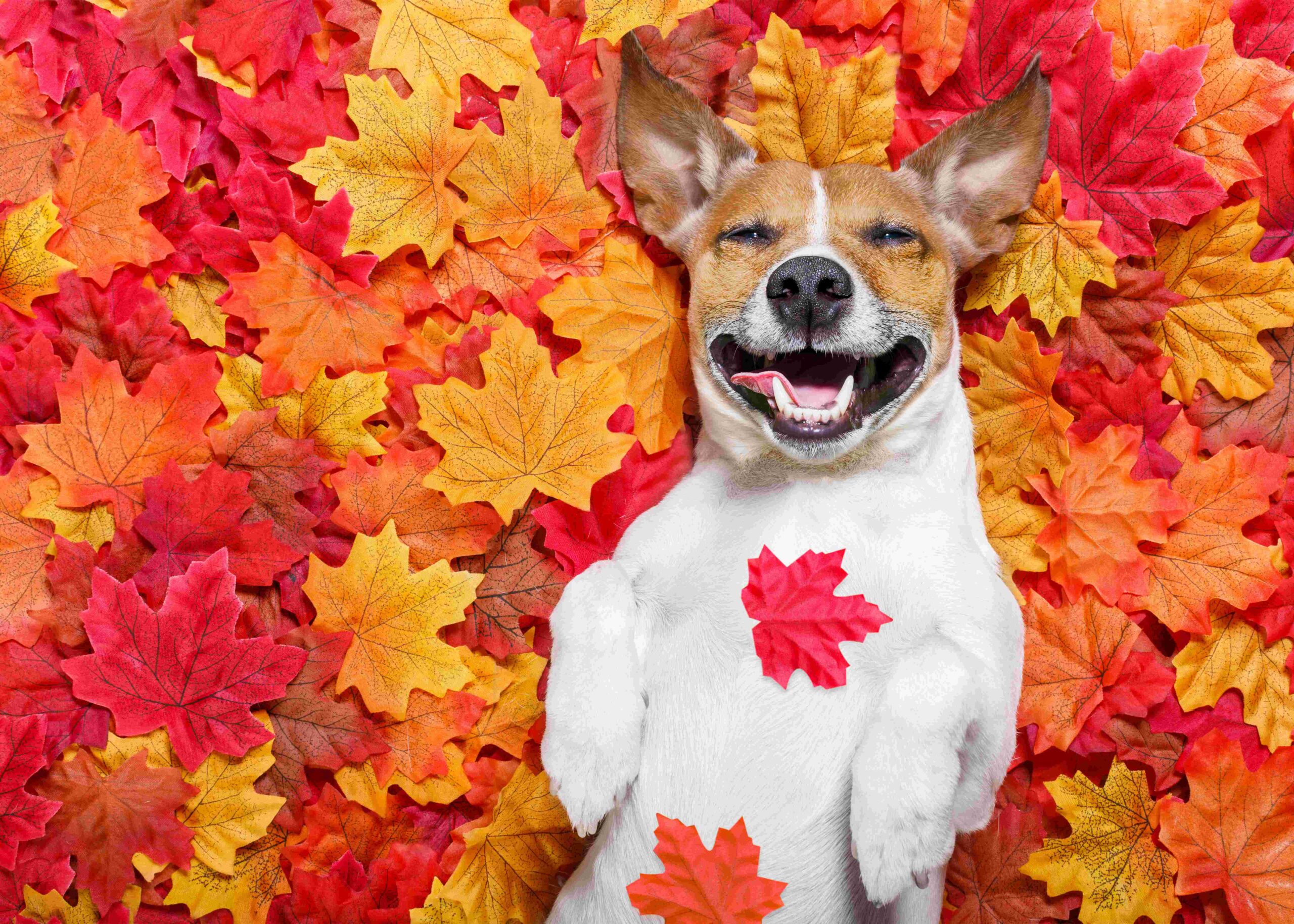 Happy-pup-in-leaves2
